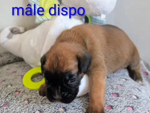 Boxer  Kaki Des Rêves Angélique