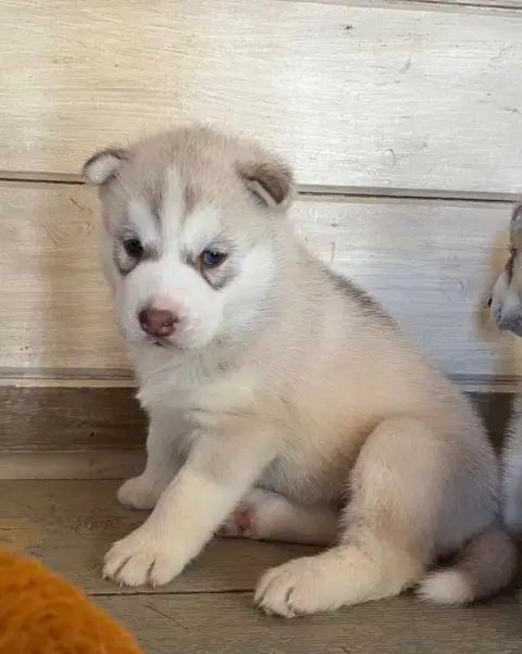 Siberian Husky  Baïkal De La Fleur De Lys De La Terno 6766b