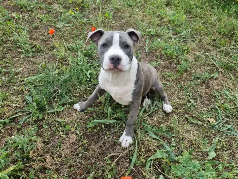 American Staffordshire Terrier  Boston Du Petit Brill 82c3f