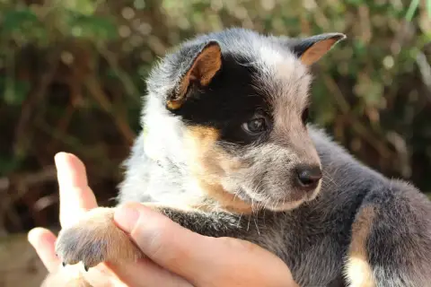 Bouvier Australien photo 3