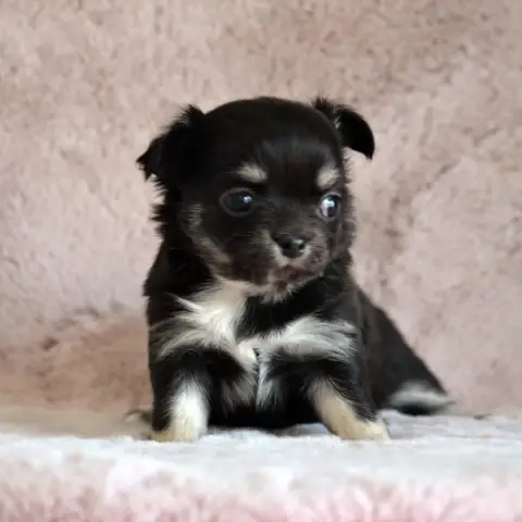 Chihuahua  Billie Jean Des Loves Didi