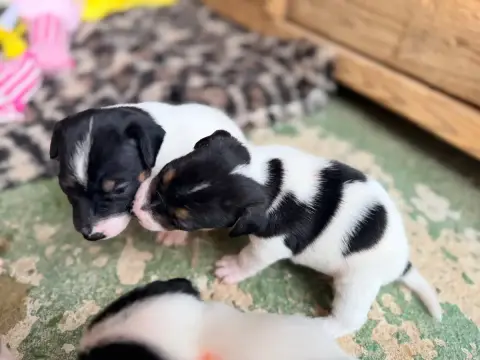 Jack Russell Terrier  Black Jack Des Niglots Du Gard 07de0 photo 2
