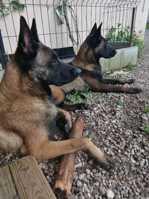 Berger Belge  Chiot 4 De La Souche Aux Elfes photo 3