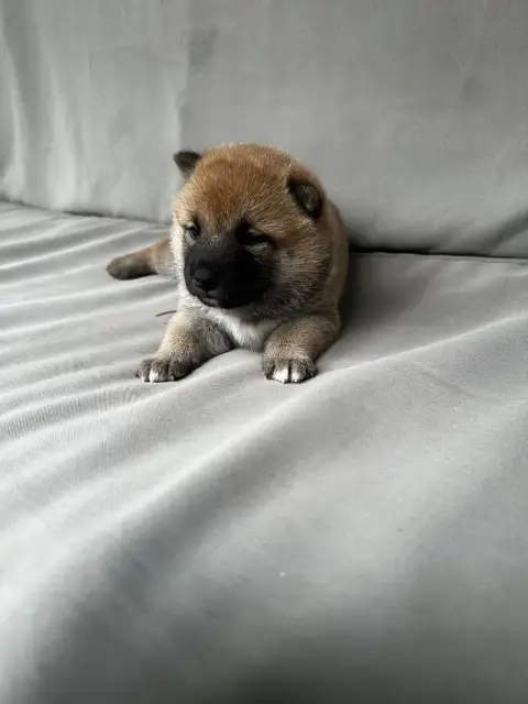 Shiba  Chiot N°1 Des Lianes De Mysore