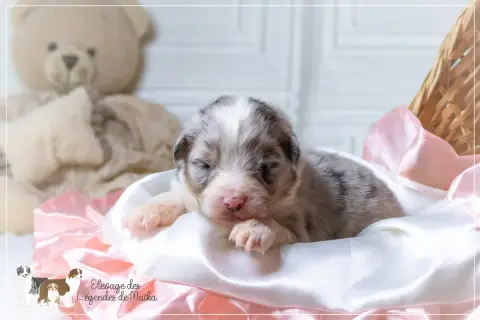 Berger Australien  Chiot N°7 Des Légendes De Maika