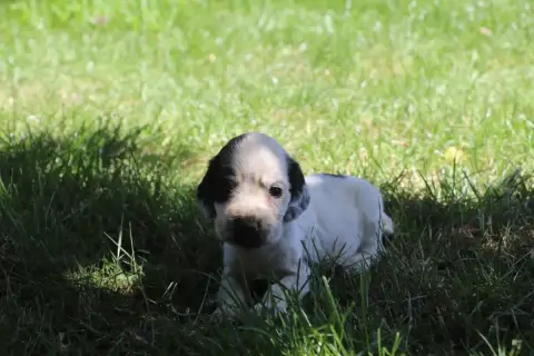 Cocker Spaniel Anglais photo 2