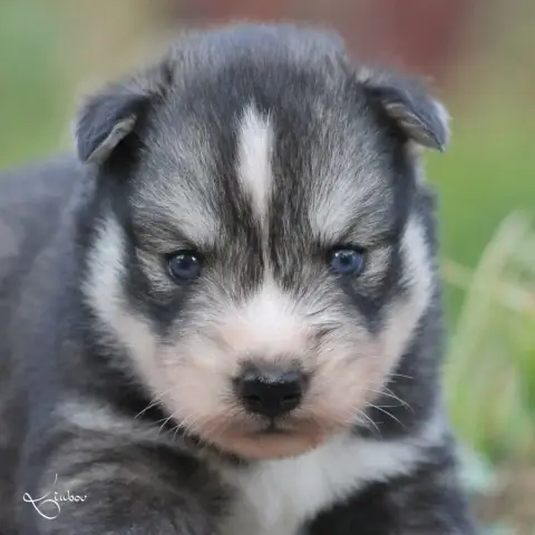 Siberian Husky  Bumiuk Liubov'S