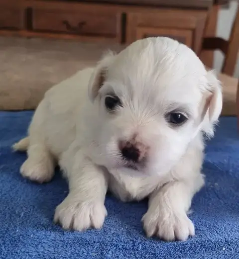 Coton De Tulear  Chiot N°1 Des Hirondelles Du Voyage ccf5c photo 3