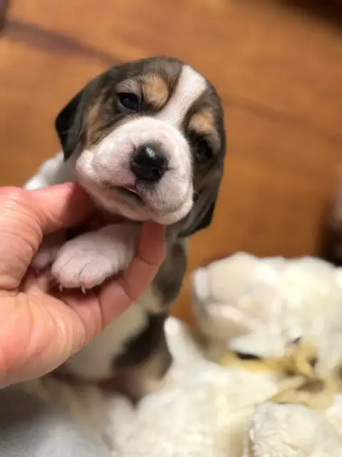 Beagle  Chiot N°4 Du Domaine Des Pattes Dorées