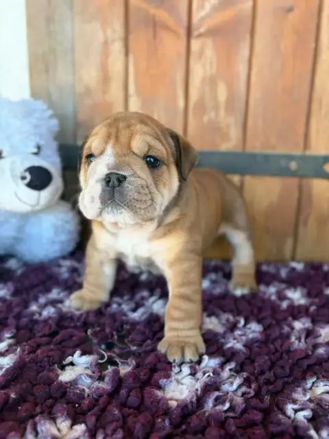 Bulldog Anglais  Bambi Au Clos D'Autrefois photo 3