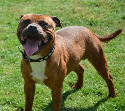 Staffordshire Bull Terrier  Brio Bronco photo 2