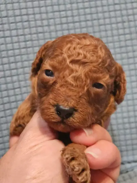 Caniche  Chiot N°2 De L'Angelarde photo 2