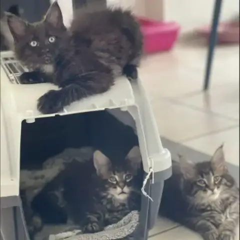 Blue - Femelle Brown Tabby - Maine Coon Loof