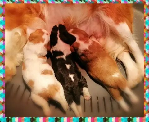 Cavalier King Charles Spaniel  Chiot N°2 D'Ez Mortes  e1aa1