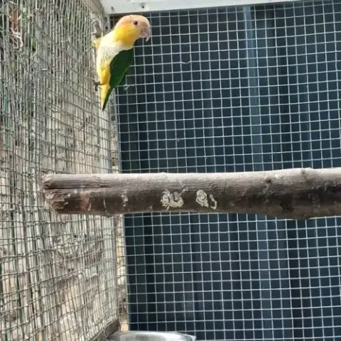 Caique 2025