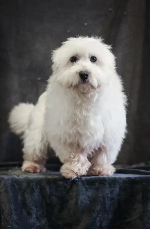 Coton De Tulear  Baloo Des Montagnes Argentées photo 2