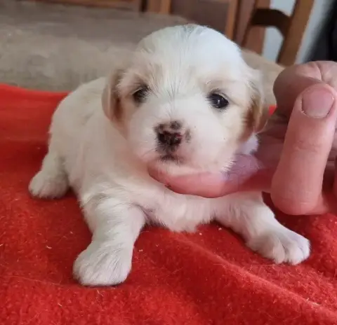 Coton De Tulear  Chiot N°2 Des Hirondelles Du Voyage b731f photo 3