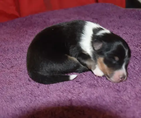 Shetland Sheepdog  Male Tricolore De La Combe Berail c9550