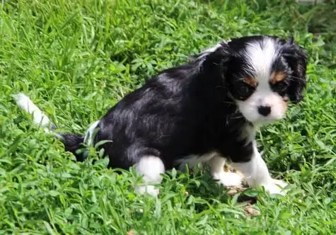 Cavalier King Charles Spaniel  Chiot N°5 Du Domaine D 2a035 photo 3