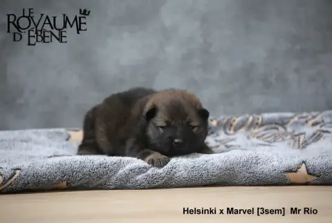 Eurasier  Mr Rio Du Royaume D'Ebène