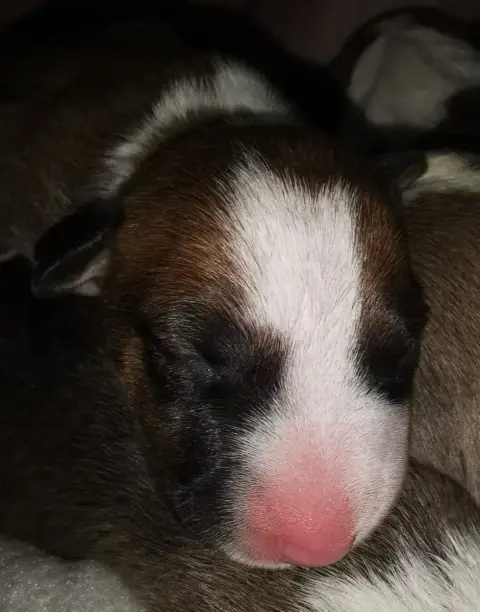 Bull Terrier  Chiot N°6 Of The Little Troublemaker