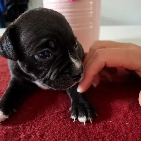 Staffordshire Bull Terrier  Chiot N°4 Du Monde De Cal 1aeea photo 2