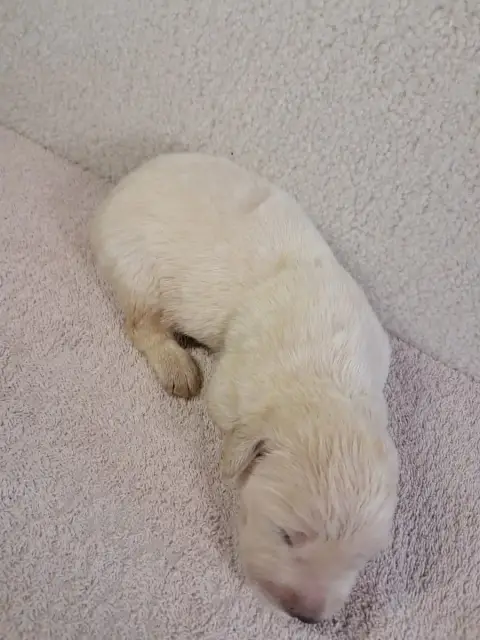 Golden Retriever  Balto Du Royaume D Helfy Du Royaume ef5cf photo 3