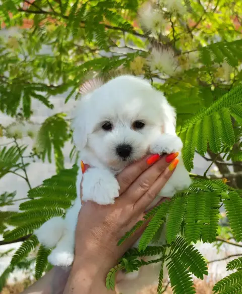 Coton De Tulear 
                        Berlioz Anal 99f41