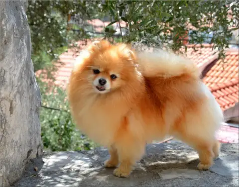 Spitz Allemand  Chiot N°2 Du Chemin De La Belle Etoil 3e825 photo 3