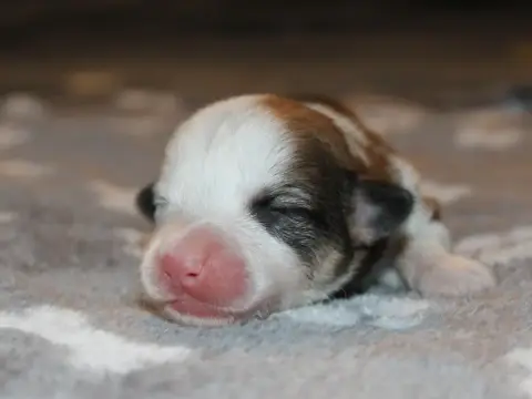 Welsh Corgi Pembroke  Chiot N°8 Du Clos D'Arlequin