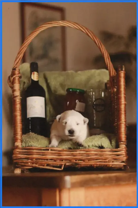 Berger Blanc Suisse  Miss Bleue Des Sentinelles D'Art 470d2 photo 2