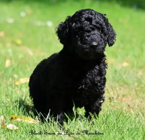 Caniche  Black Swan Du Bois De Morchène photo 2