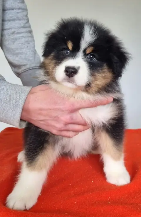 Berger Australien  Chiot N°4 Des Hirondelles Du Voyag 09e7f photo 3