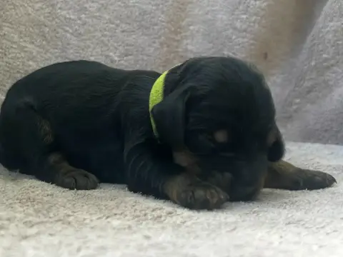 Cocker Spaniel Anglais  Collier Vert - photo 2