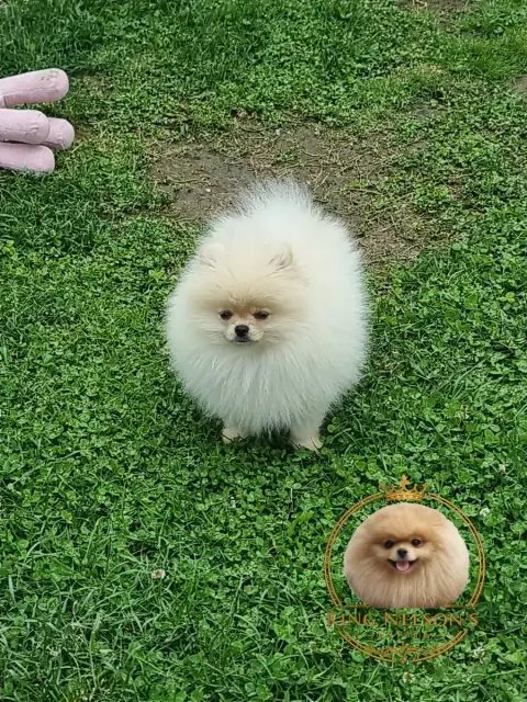 Spitz Allemand  Bbobbi