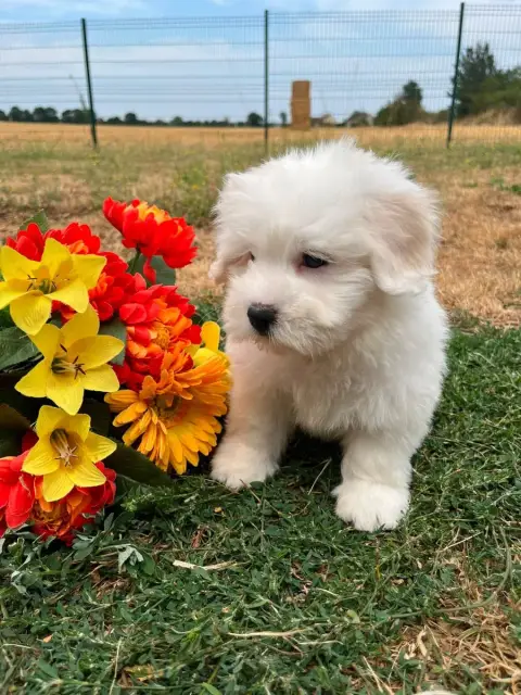 Coton De Tulear 
                        Becky De Jer 91746 photo 2