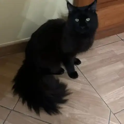 Maine Coon Lof