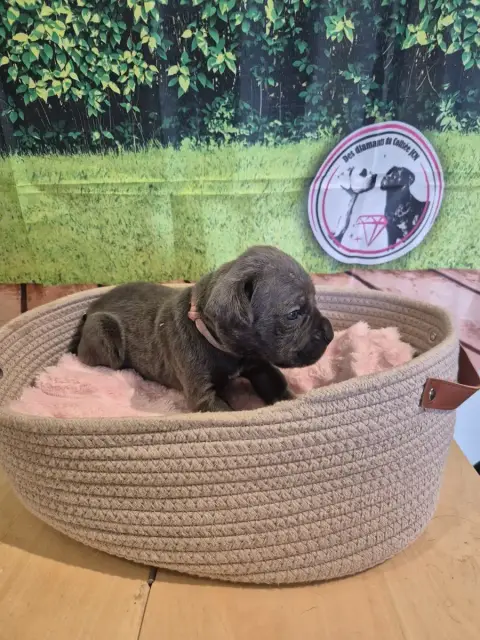 Cane Corso  Chiot N°8 Des Diamants Du Colisée Jcm