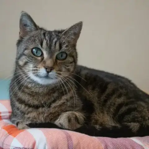 Lili