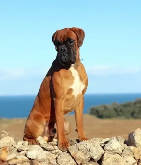 Boxer  Chiot N°1 Du Soleil De L'Aurion photo 2