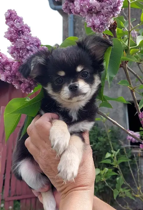 Chihuahua  Bellino Angello Du Doux Mystère photo 3