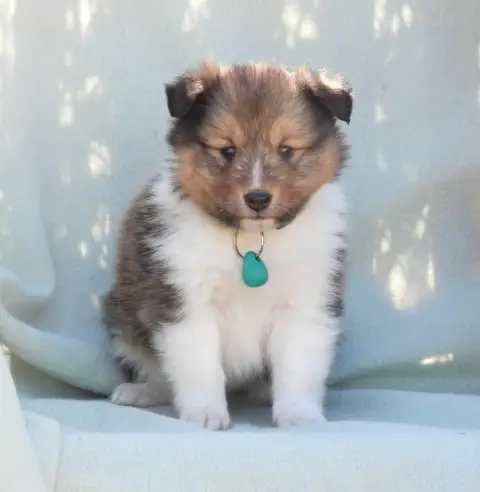 Shetland Sheepdog  Chiot N°1 Du Sapin Vert