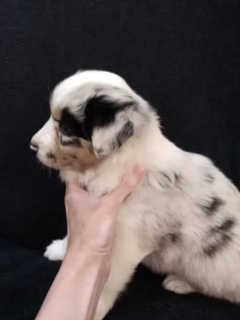 Berger Australien  Chiot 4 Collier Vert Du Domaine De 4a09f photo 3