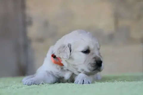 Golden Retriever photo 2