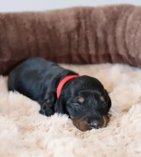 Teckel Poil Long  Chiot 1 Sweet Little Roses