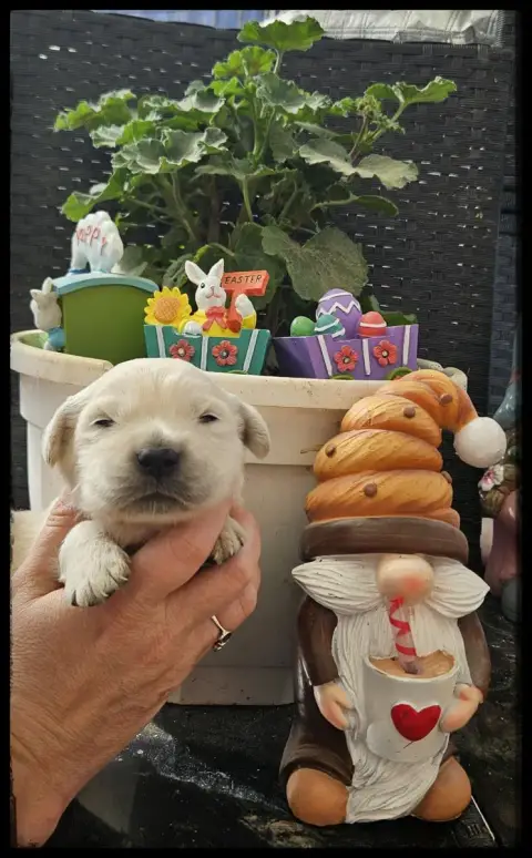 Golden Retriever  Chiot N°3 Du Diamant Des Neiges