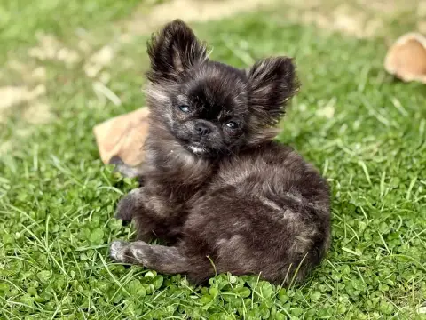 Chihuahua  A Héro Mushu photo 3