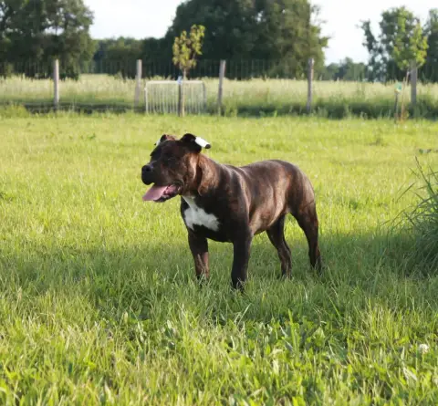 American Staffordshire Terrier  Automne Du Domaine Du 197f6