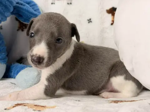 Whippet  Bane De La Bastie D'Hucaroc photo 3