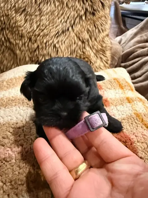Shih Tzu  Chiot N°4 Des Canailles De Boubou photo 2